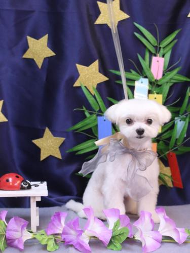 20230708みるくくん